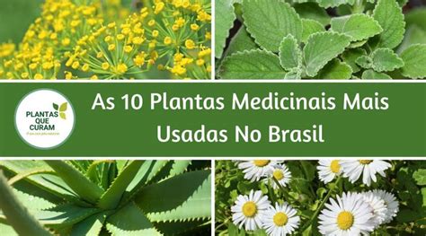 plantas medicinais brasileiras-4